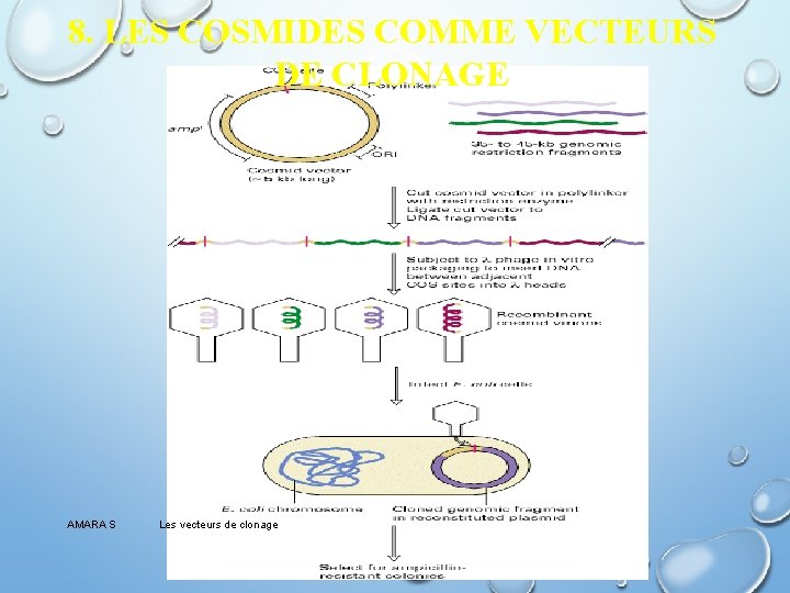 8. LES COSMIDES COMME VECTEURS DE CLONAGE AMARA S Les vecteurs de clonage 