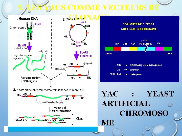 9. LES YACS COMME VECTEURS DE CLONAGE AMARA S Les vecteurs de clonage YAC