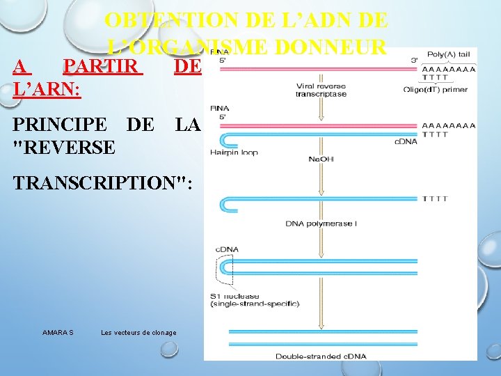 OBTENTION DE L’ADN DE L’ORGANISME DONNEUR A PARTIR L’ARN: DE PRINCIPE DE "REVERSE LA