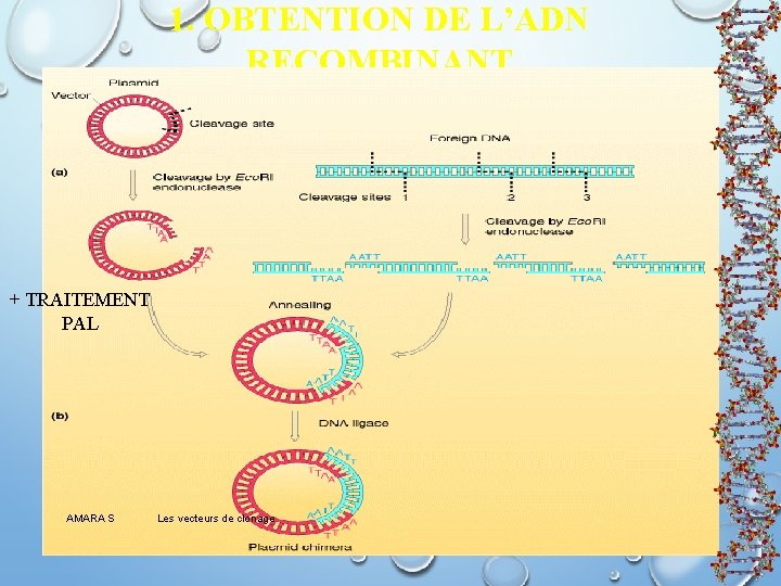 1. OBTENTION DE L’ADN RECOMBINANT + TRAITEMENT PAL AMARA S Les vecteurs de clonage