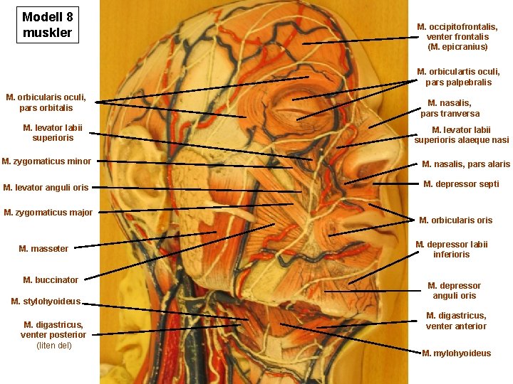 Modell 8 muskler M. occipitofrontalis, venter frontalis (M. epicranius) M. orbiculartis oculi, pars palpebralis