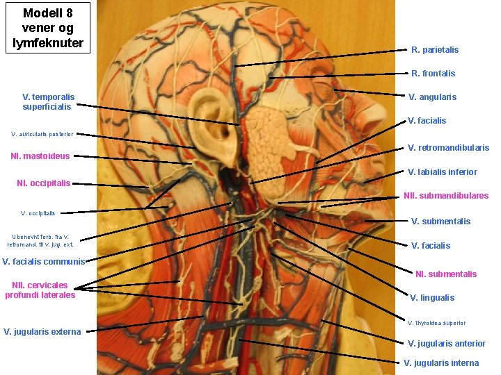 Modell 8 vener og lymfeknuter R. parietalis R. frontalis V. temporalis superficialis V. angularis