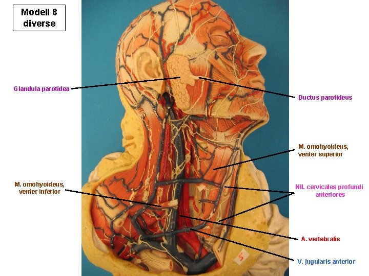 Modell 8 diverse Glandula parotidea Ductus parotideus M. omohyoideus, venter superior M. omohyoideus, venter