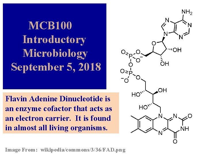 MCB 100 Introductory Microbiology September 5, 2018 Flavin Adenine Dinucleotide is an enzyme cofactor