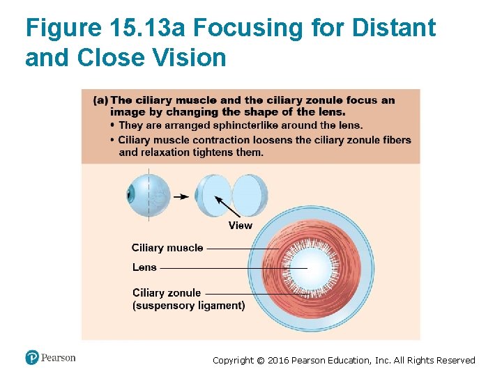 Figure 15. 13 a Focusing for Distant and Close Vision Copyright © 2016 Pearson