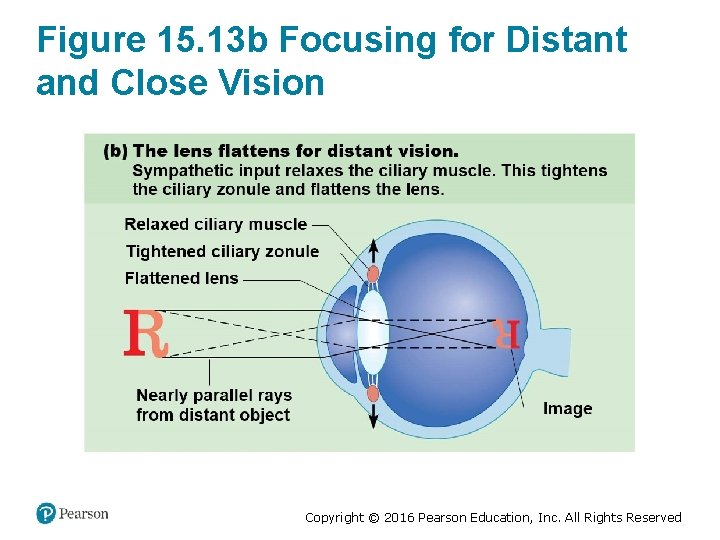 Figure 15. 13 b Focusing for Distant and Close Vision Copyright © 2016 Pearson