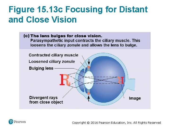 Figure 15. 13 c Focusing for Distant and Close Vision Copyright © 2016 Pearson