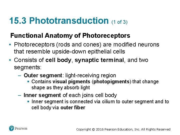 15. 3 Phototransduction (1 of 3) Functional Anatomy of Photoreceptors • Photoreceptors (rods and