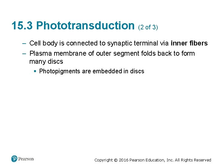 15. 3 Phototransduction (2 of 3) – Cell body is connected to synaptic terminal