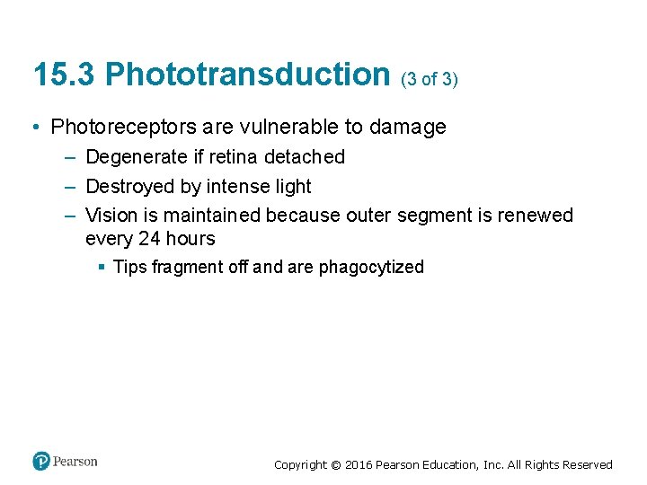 15. 3 Phototransduction (3 of 3) • Photoreceptors are vulnerable to damage – Degenerate