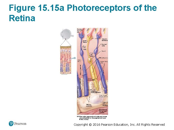 Figure 15. 15 a Photoreceptors of the Retina Copyright © 2016 Pearson Education, Inc.