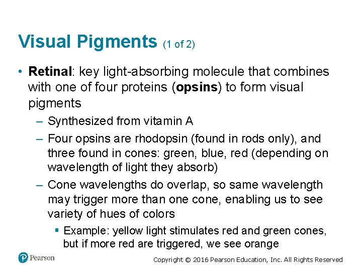 Visual Pigments (1 of 2) • Retinal: key light-absorbing molecule that combines with one