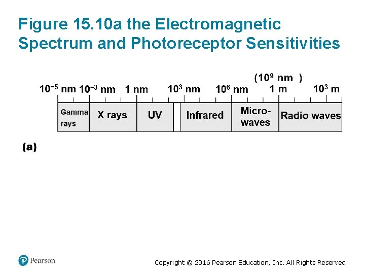 Figure 15. 10 a the Electromagnetic Spectrum and Photoreceptor Sensitivities Copyright © 2016 Pearson