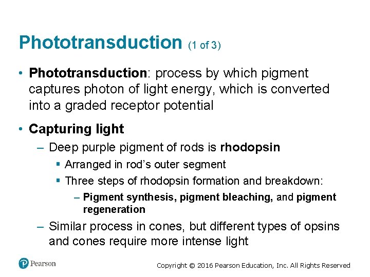 Phototransduction (1 of 3) • Phototransduction: process by which pigment captures photon of light