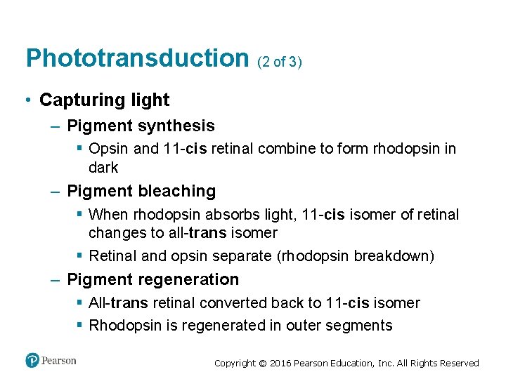 Phototransduction (2 of 3) • Capturing light – Pigment synthesis § Opsin and 11