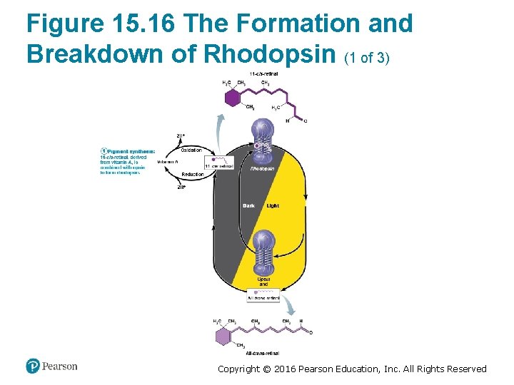 Figure 15. 16 The Formation and Breakdown of Rhodopsin (1 of 3) Copyright ©
