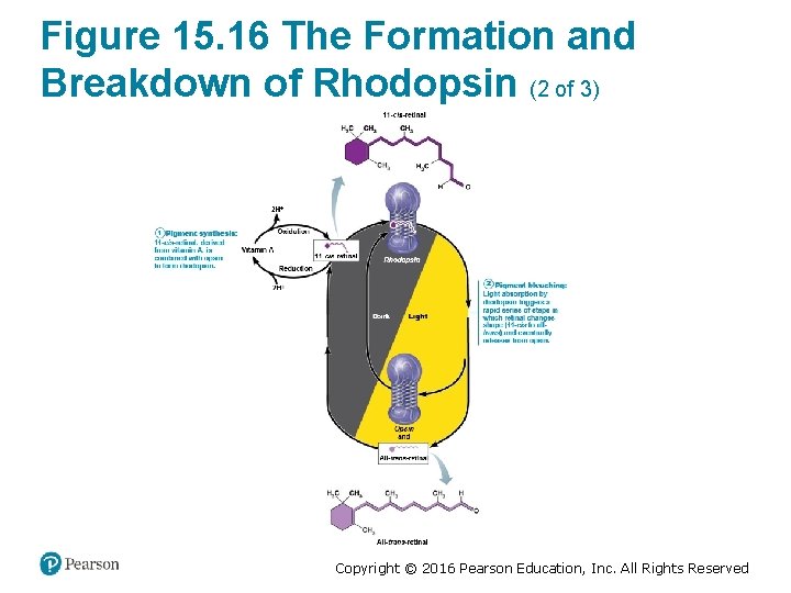 Figure 15. 16 The Formation and Breakdown of Rhodopsin (2 of 3) Copyright ©