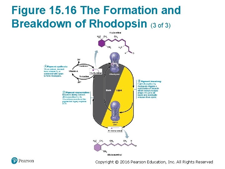Figure 15. 16 The Formation and Breakdown of Rhodopsin (3 of 3) Copyright ©
