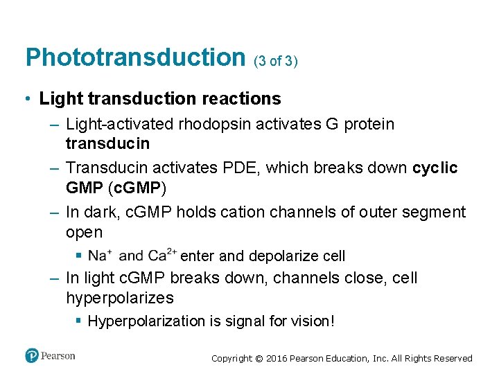 Phototransduction (3 of 3) • Light transduction reactions – Light-activated rhodopsin activates G protein