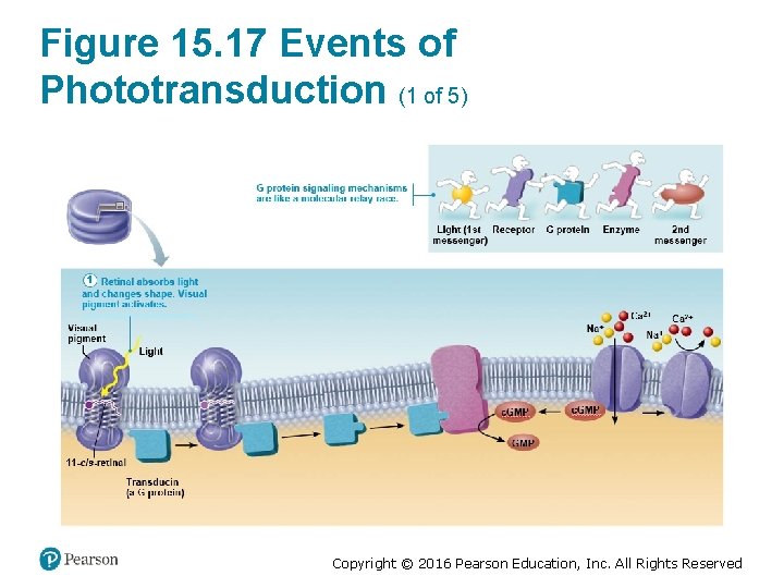 Figure 15. 17 Events of Phototransduction (1 of 5) Copyright © 2016 Pearson Education,