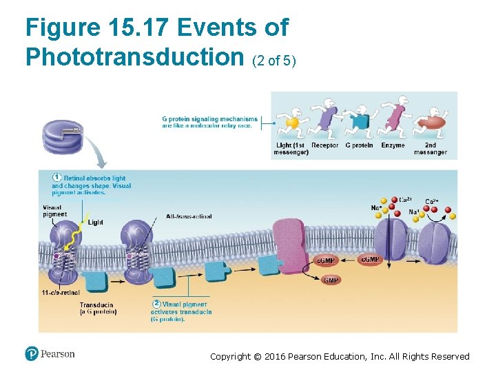 Figure 15. 17 Events of Phototransduction (2 of 5) Copyright © 2016 Pearson Education,