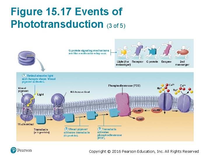 Figure 15. 17 Events of Phototransduction (3 of 5) Copyright © 2016 Pearson Education,