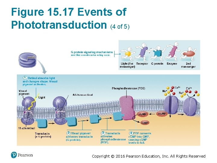 Figure 15. 17 Events of Phototransduction (4 of 5) Copyright © 2016 Pearson Education,