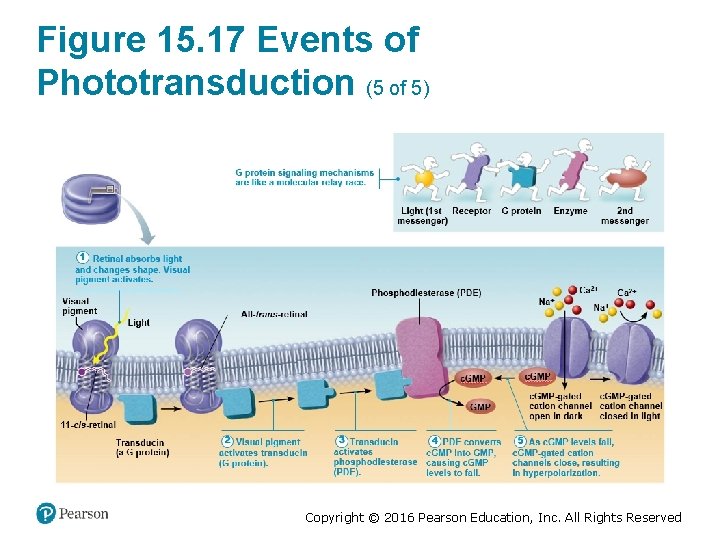 Figure 15. 17 Events of Phototransduction (5 of 5) Copyright © 2016 Pearson Education,