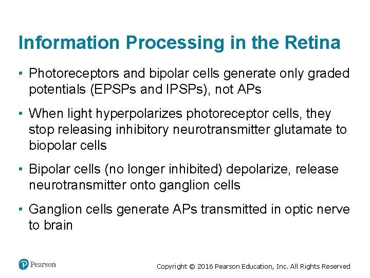 Information Processing in the Retina • Photoreceptors and bipolar cells generate only graded potentials