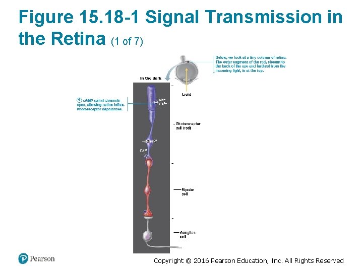 Figure 15. 18 -1 Signal Transmission in the Retina (1 of 7) Copyright ©