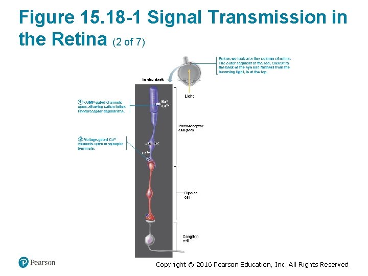 Figure 15. 18 -1 Signal Transmission in the Retina (2 of 7) Copyright ©