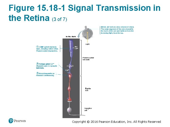 Figure 15. 18 -1 Signal Transmission in the Retina (3 of 7) Copyright ©
