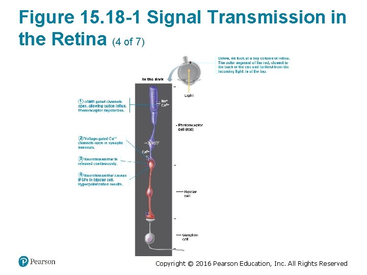 Figure 15. 18 -1 Signal Transmission in the Retina (4 of 7) Copyright ©