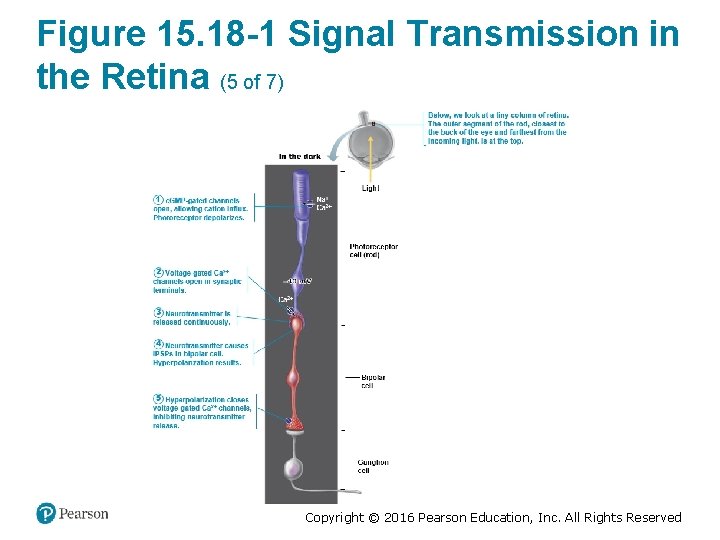 Figure 15. 18 -1 Signal Transmission in the Retina (5 of 7) Copyright ©