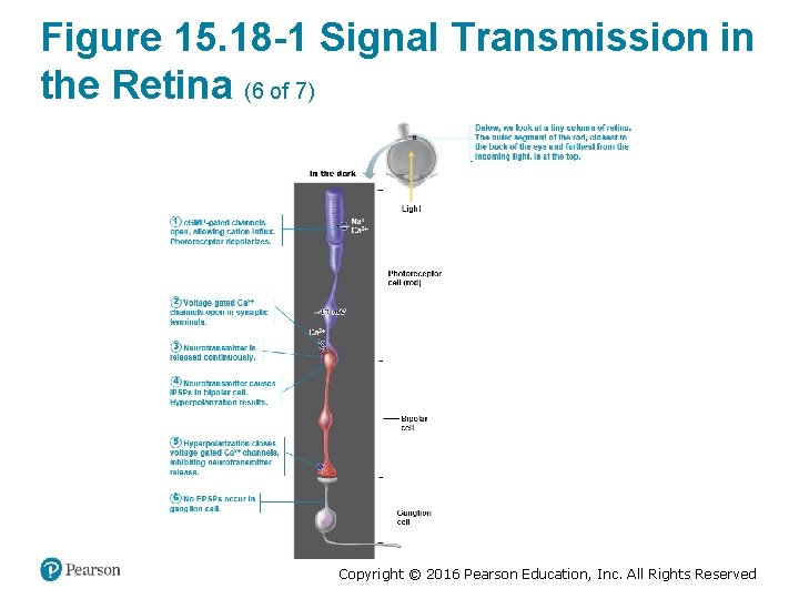 Figure 15. 18 -1 Signal Transmission in the Retina (6 of 7) Copyright ©