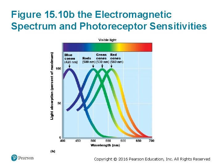 Figure 15. 10 b the Electromagnetic Spectrum and Photoreceptor Sensitivities Copyright © 2016 Pearson