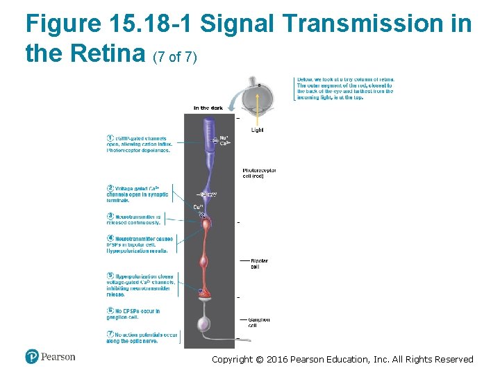 Figure 15. 18 -1 Signal Transmission in the Retina (7 of 7) Copyright ©