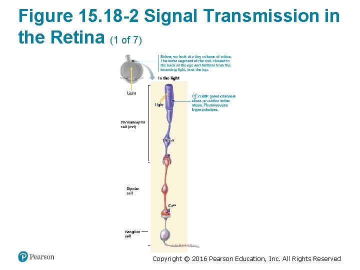 Figure 15. 18 -2 Signal Transmission in the Retina (1 of 7) Copyright ©