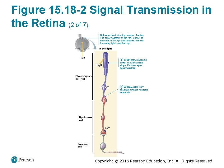 Figure 15. 18 -2 Signal Transmission in the Retina (2 of 7) Copyright ©