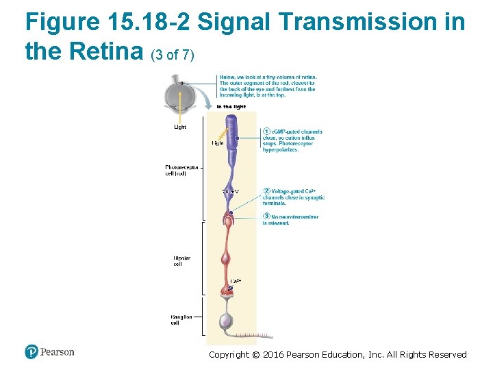 Figure 15. 18 -2 Signal Transmission in the Retina (3 of 7) Copyright ©