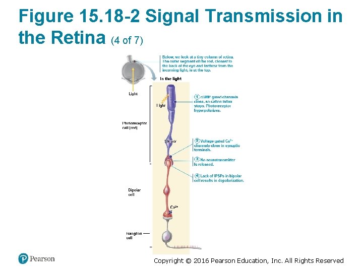 Figure 15. 18 -2 Signal Transmission in the Retina (4 of 7) Copyright ©