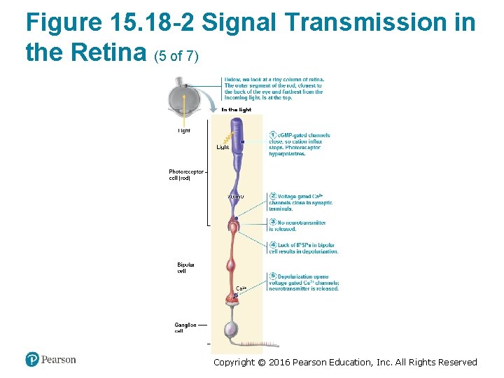 Figure 15. 18 -2 Signal Transmission in the Retina (5 of 7) Copyright ©
