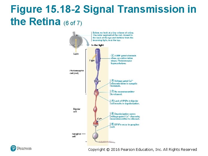 Figure 15. 18 -2 Signal Transmission in the Retina (6 of 7) Copyright ©