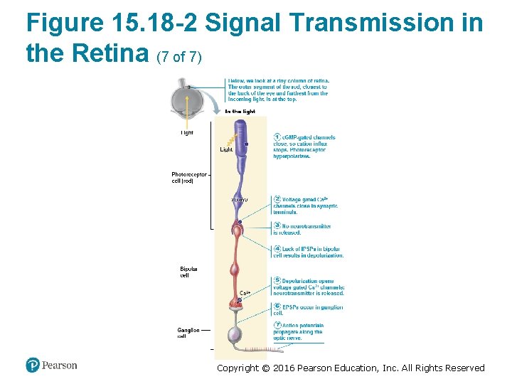 Figure 15. 18 -2 Signal Transmission in the Retina (7 of 7) Copyright ©