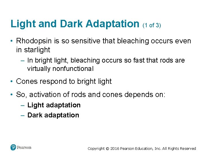 Light and Dark Adaptation (1 of 3) • Rhodopsin is so sensitive that bleaching