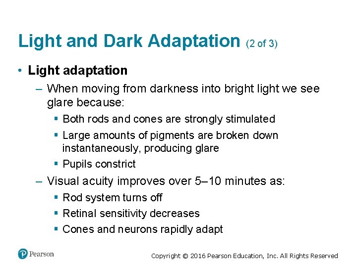 Light and Dark Adaptation (2 of 3) • Light adaptation – When moving from