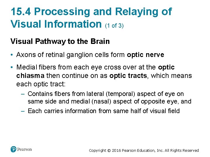 15. 4 Processing and Relaying of Visual Information (1 of 3) Visual Pathway to