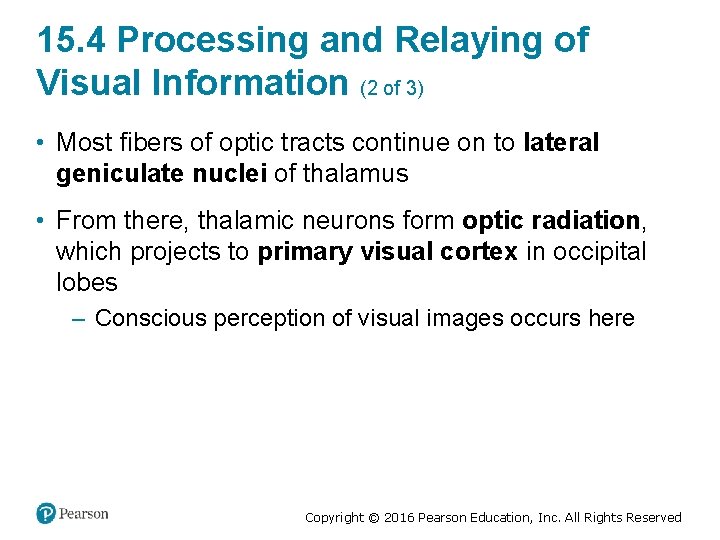 15. 4 Processing and Relaying of Visual Information (2 of 3) • Most fibers