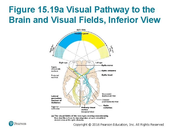 Figure 15. 19 a Visual Pathway to the Brain and Visual Fields, Inferior View