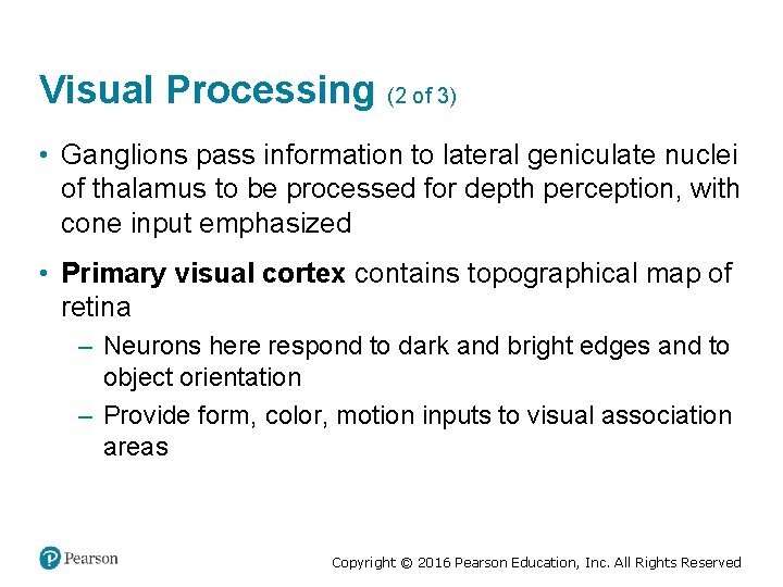 Visual Processing (2 of 3) • Ganglions pass information to lateral geniculate nuclei of